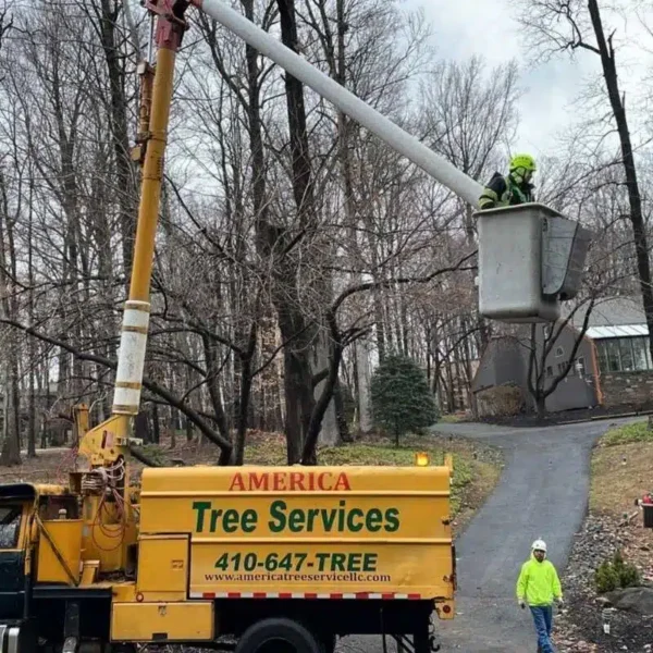 Crane Tree Services Glen Burnie Maryland