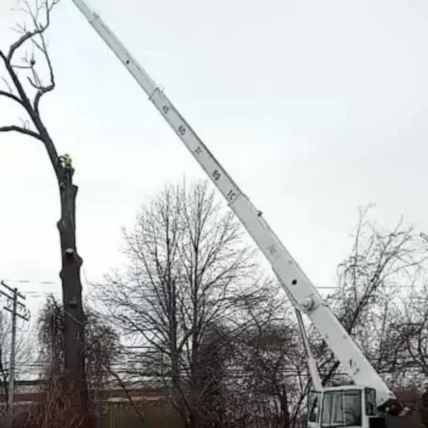 Crane-Tree-Services-Maryland