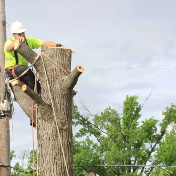 Professional-Tree-Removal-Service-in-Burnie-MD