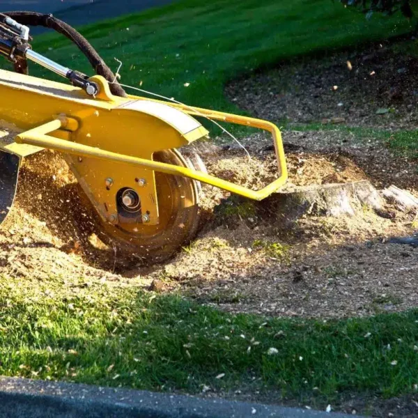 Stump Grinding Service Specialist in Glen Burnie