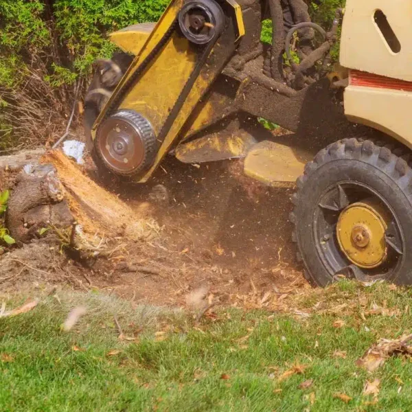 Stump Grinding Services Maryland 1