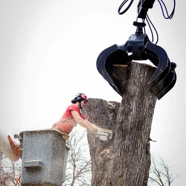 Tree Removal Service in Maryland