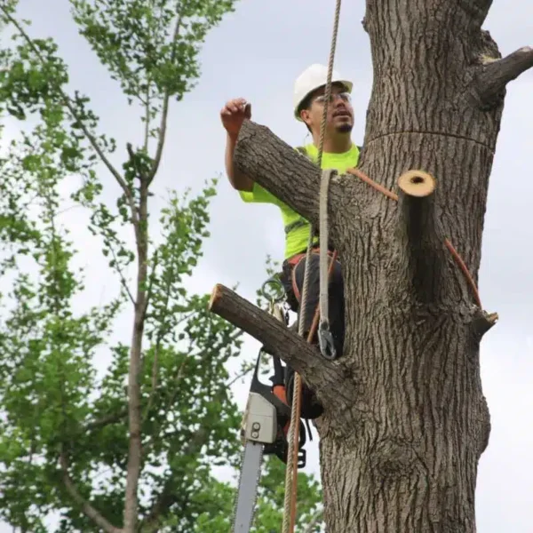 Tree-Removal-Service-in-Maryland3