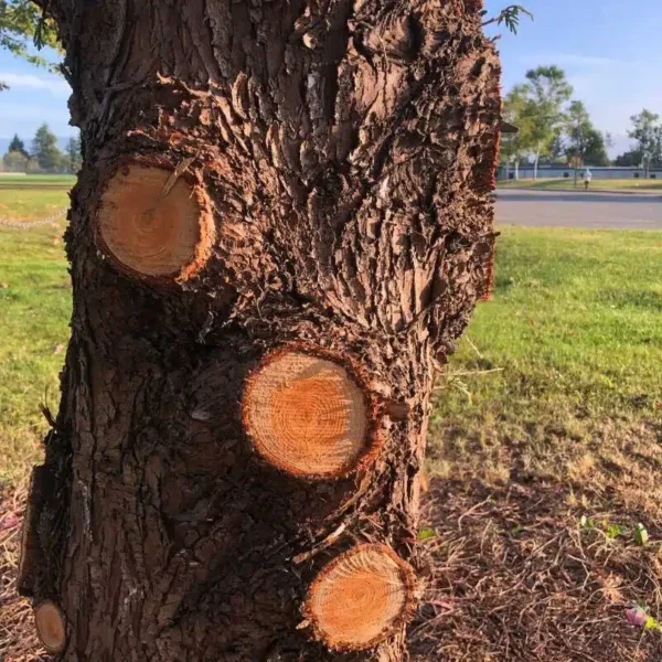 Tree-Trimming-Service-Glen-Burnie-MD