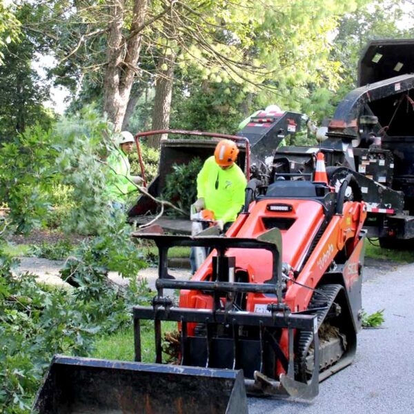 american-tree-services-glen-burnie-maryland