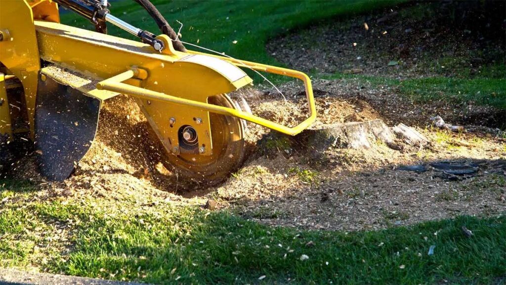 Stump Removal and Grinding College Park, MD Stump Removal Grinding in College Park, MD