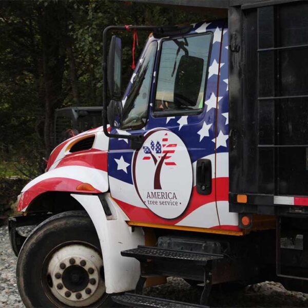 tree services maryland 6