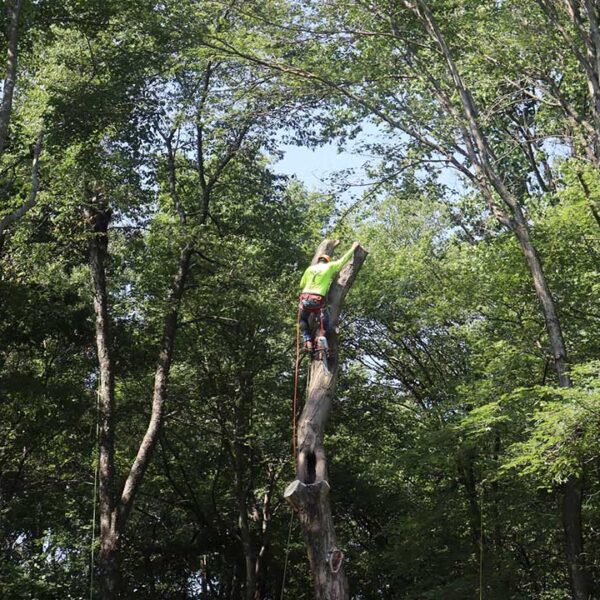 tree services maryland